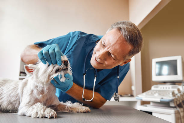Best Broken or Chipped Tooth Repair in Chesaning, MI